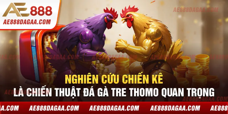 Nghiên cứu chiến kê là chiến thuật đá gà tre Thomo quan trọng