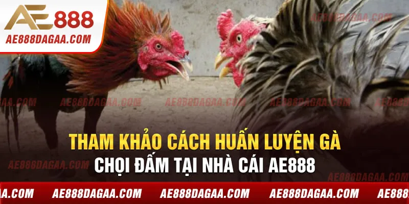 Tham khảo cách huấn luyện gà chọi đấm tại nhà cái AE888