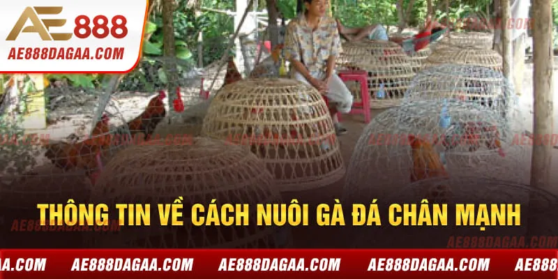 Thông tin về cách nuôi gà đá chân mạnh