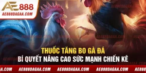 Thuốc Tăng Bo Gà Đá - Bí Quyết Nâng Cao Sức Mạnh Chiến Kê