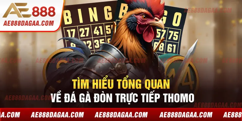 Tìm hiểu tổng quan về đá gà đòn trực tiếp Thomo