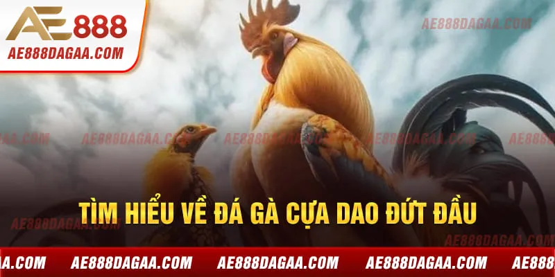 Tìm hiểu về đá gà cựa dao đứt đầu