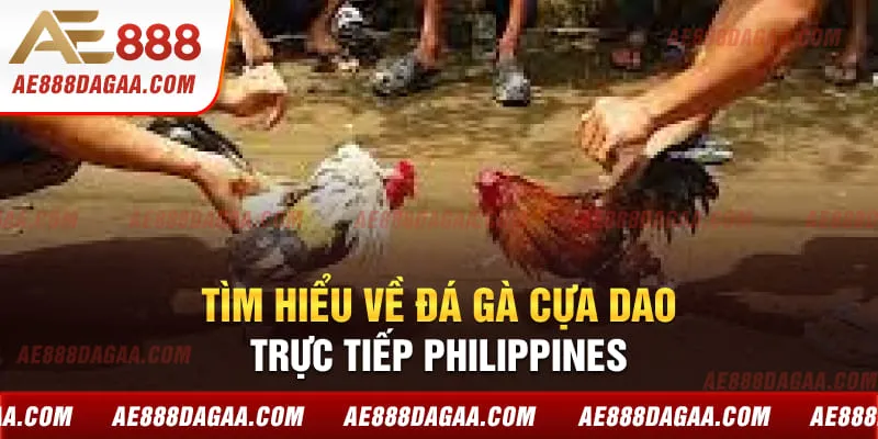Tìm hiểu về đá gà cựa dao trực tiếp Philippines