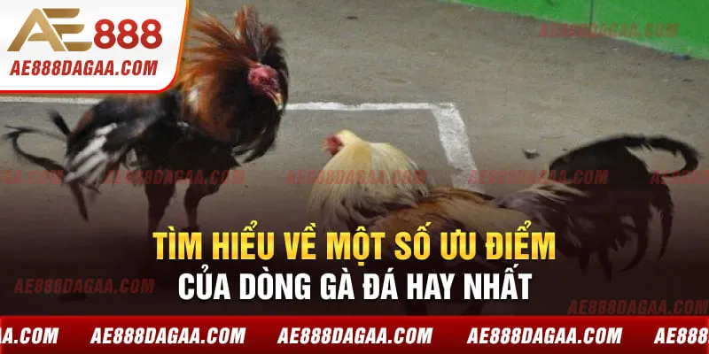 Tìm hiểu về một số ưu điểm của dòng gà đá hay nhất 