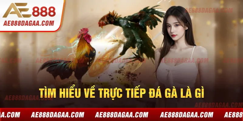 Tìm hiểu về trực tiếp đá gà là gì