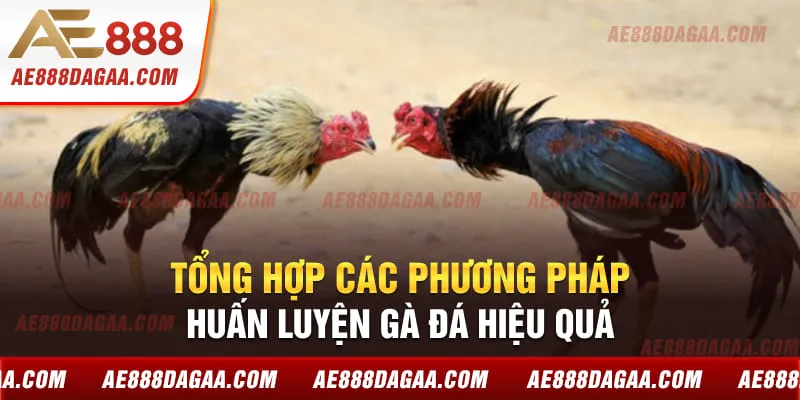 Tổng hợp các phương pháp huấn luyện gà đá hiệu quả