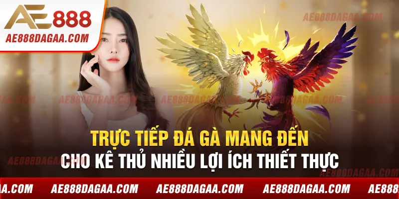 Trực tiếp đá gà mang đến cho kê thủ nhiều lợi ích thiết thực