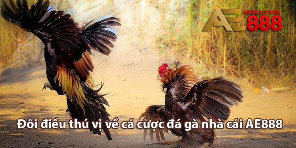 Đôi điều thú vị về cá cược đá gà nhà cái AE888