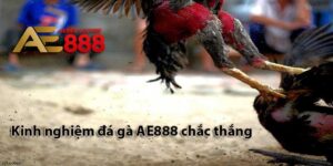 Kinh nghiệm đá gà AE888 chắc thắng