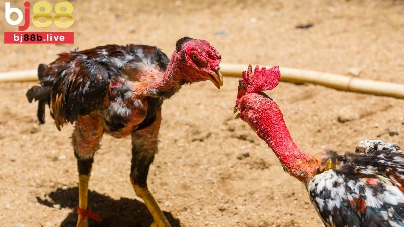 Cược Meron trong đá gà