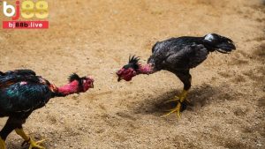 Cược Meron trong đá gà
