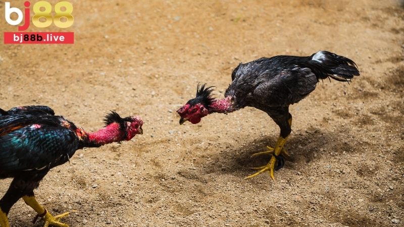 Cược Meron trong đá gà