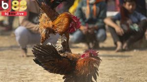 Cược Wala trong đá gà
