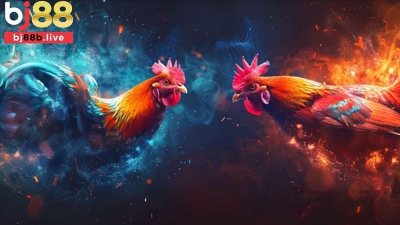 Cược chấp trong đá gà