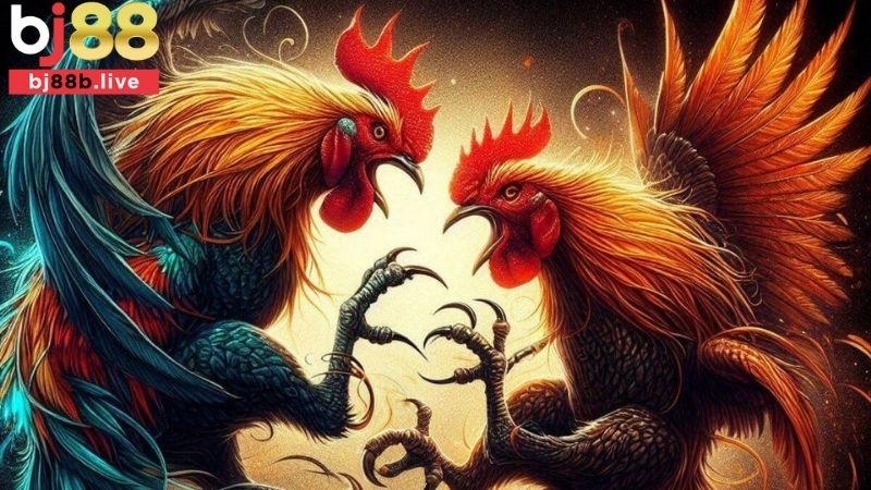Cược chấp trong đá gà