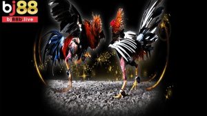 Cược chấp trong đá gà