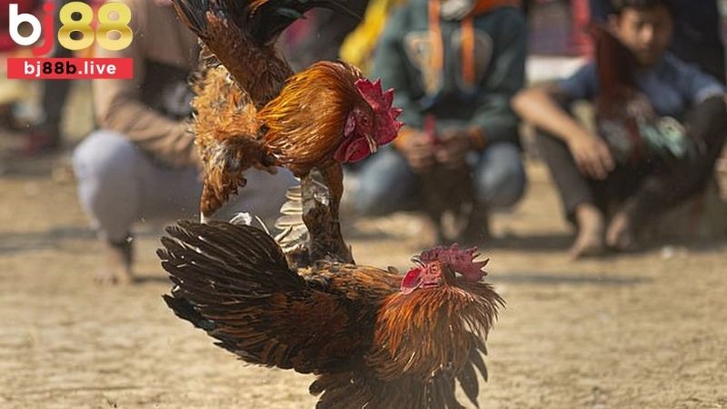 Đá gà Bj88