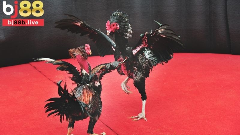 Đá gà cựa dao Bj88