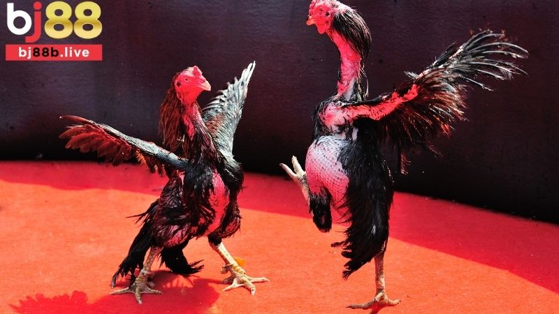 Đá gà cựa sắt Bj88
