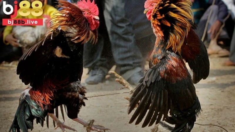 sảnh đá gà cpc tại Bj88