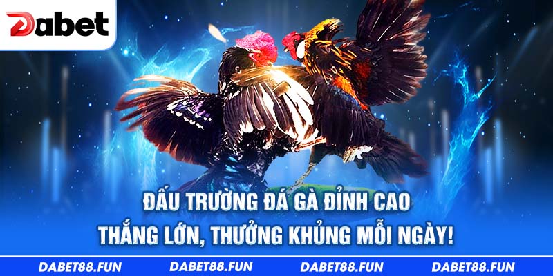 Đấu trường đá gà đỉnh cao - thắng lớn thưởng khủng mỗi ngày.
