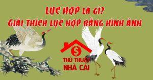 Lục hợp là gì
