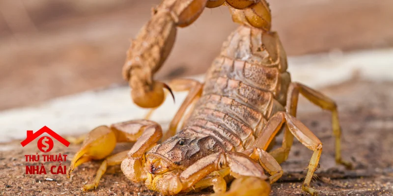 Mơ thấy bọ cạp