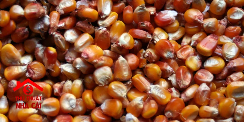 Mơ thấy bắp ngô