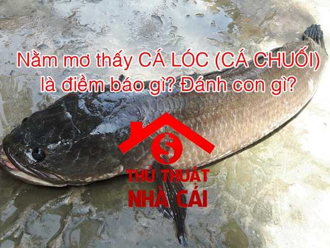 Nằm mơ thấy cá lóc là gì