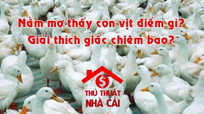 nằm mơ thấy con vịt là điềm gì