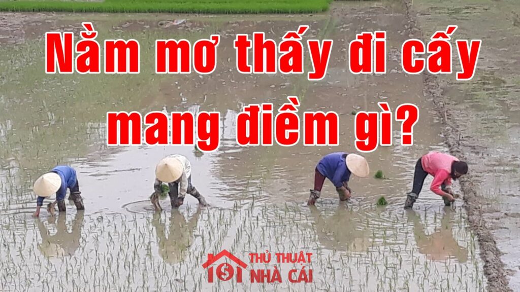 Mơ thấy đi cấy mang hàm ý giấc mơ gì? Giải nghĩa giấc mơ đi cấy