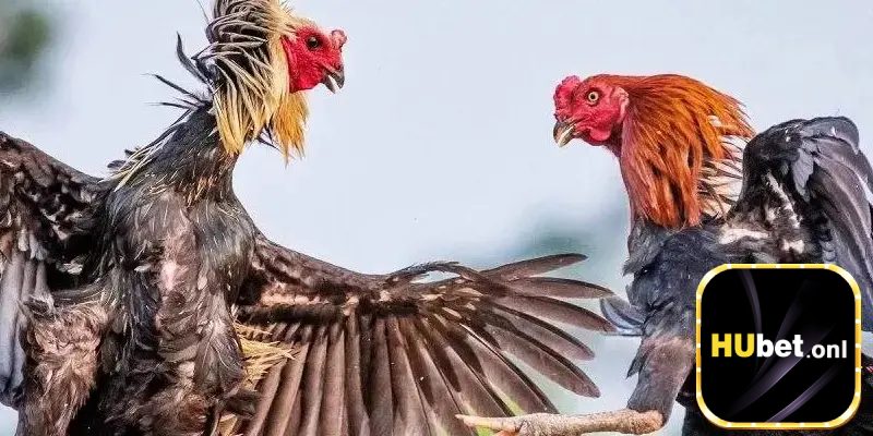 Đá gà trực tuyến Hubet
