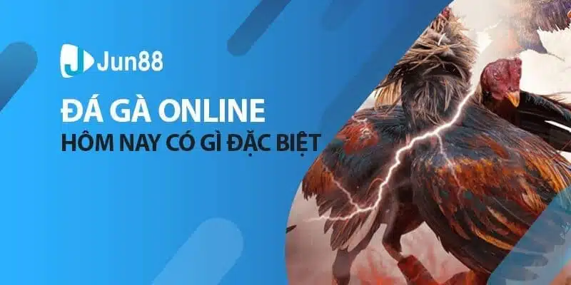 Đá gà luôn nhận được sự quan tâm của hàng triệu sư kê