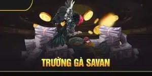 Giới thiệu về trường gà Savan uy tín