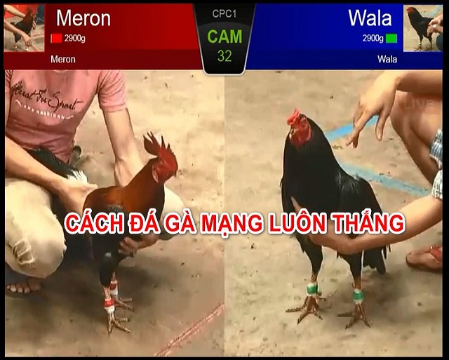 Mẹo đá gà online luôn thắng