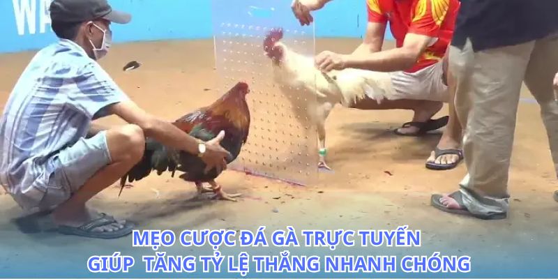 meo cuoc da ga truc tuyen