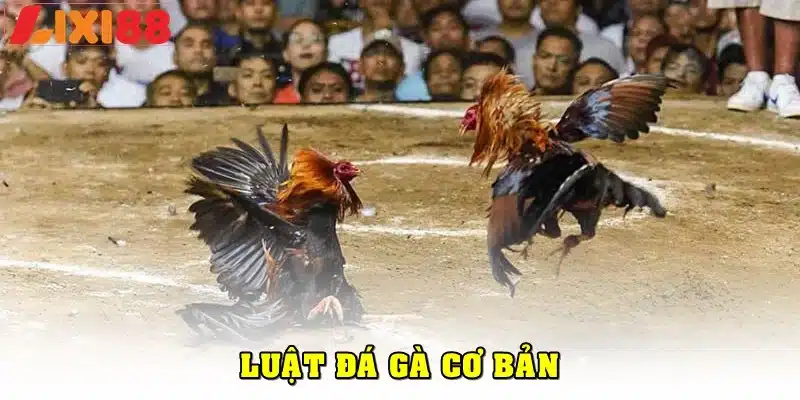Luật đá gà cơ bản