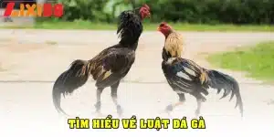 luật đá gà