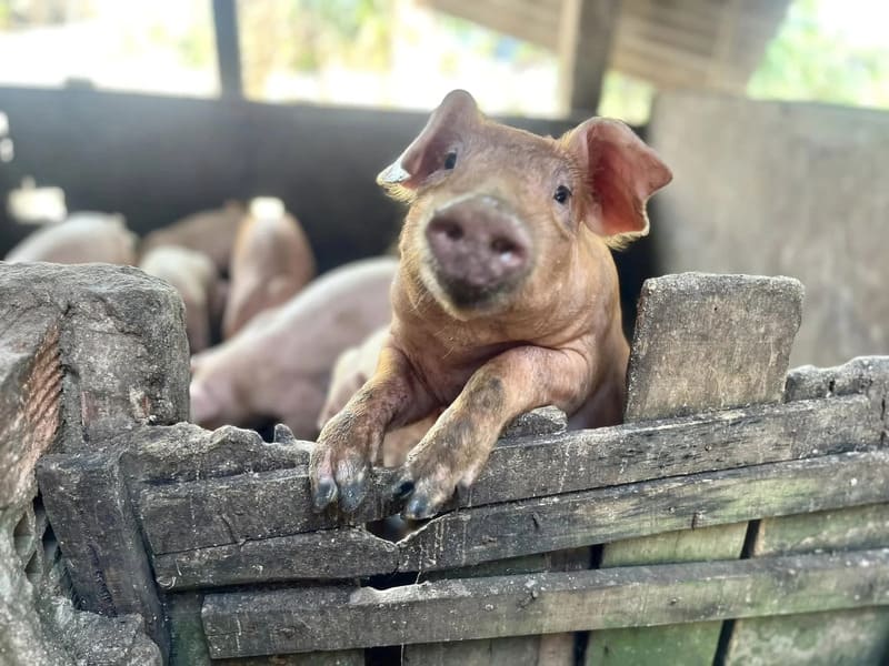 Giấc Mơ Con Heo Đánh Đề Số Mấy? Giải Mã Con Số May Mắn Chi Tiết Từ A Đến Z