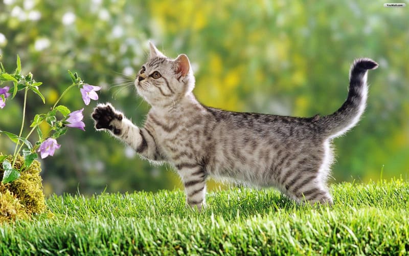Số Đề Con Mèo Số Mấy? Giải Mã Chi Tiết Giấc Mơ Loài Mèo