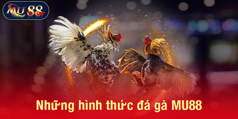 Những hình thức đá gà MU88 phổ biến
