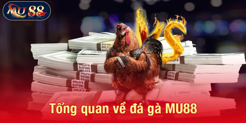 Tổng quan về chuyên mục đá gà MU88