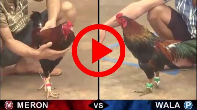 Wala chính là thuật ngữ được sử dụng để nói đến chiến kê của đội khách