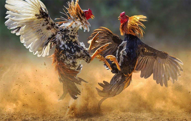 Anh em cần tìm hiểu kỹ về luật chơi kèo đá gà miền Trung trước khi đặt cược
