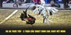 Đá Gà Trực Tiếp - 3 Trận Cầu SHBET Đỉnh Cao, Cháy Hết.