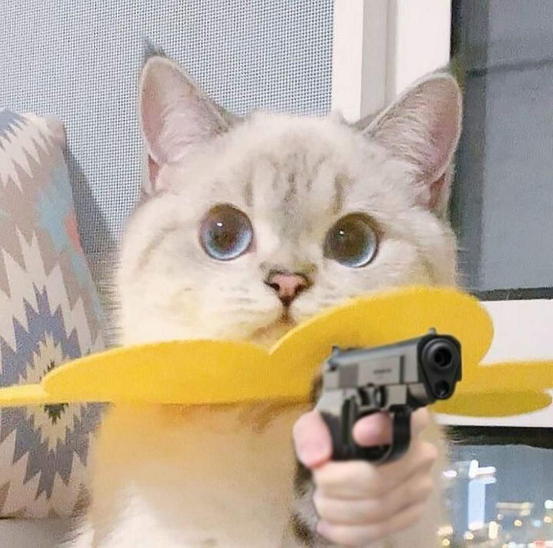 Top ảnh mèo FF cute vô cùng đáng yêu