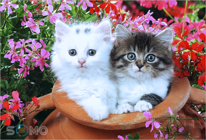 mơ thấy con mèo đánh lô đề con gì
