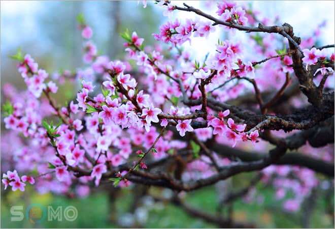 mơ thấy hoa đào đánh lô đề con gì