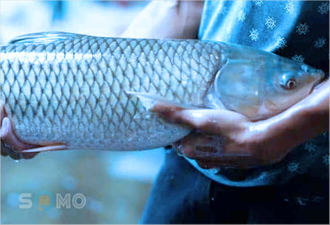 mơ thấy ăn trộm cá đánh con gì