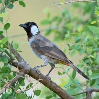 Mơ thấy Chim Đậu: Tượng trưng về sự Bình Yên, sự Chú Ý và cơ hội Tốt Lành